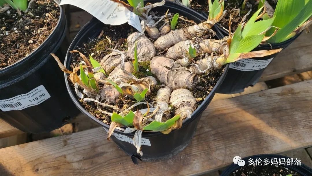 疯狂的苗圃探店系列：多年生宿根和高颜值网红绿植的卖场大秀