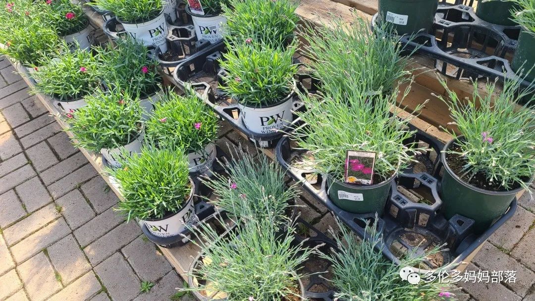 疯狂的苗圃探店系列：多年生宿根和高颜值网红绿植的卖场大秀