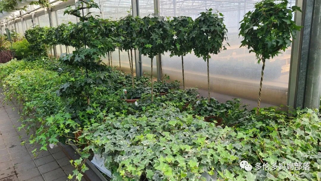 疯狂的苗圃探店系列：多年生宿根和高颜值网红绿植的卖场大秀