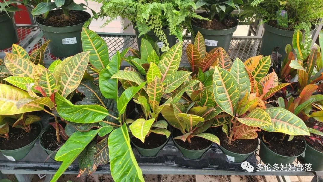疯狂的苗圃探店系列：多年生宿根和高颜值网红绿植的卖场大秀