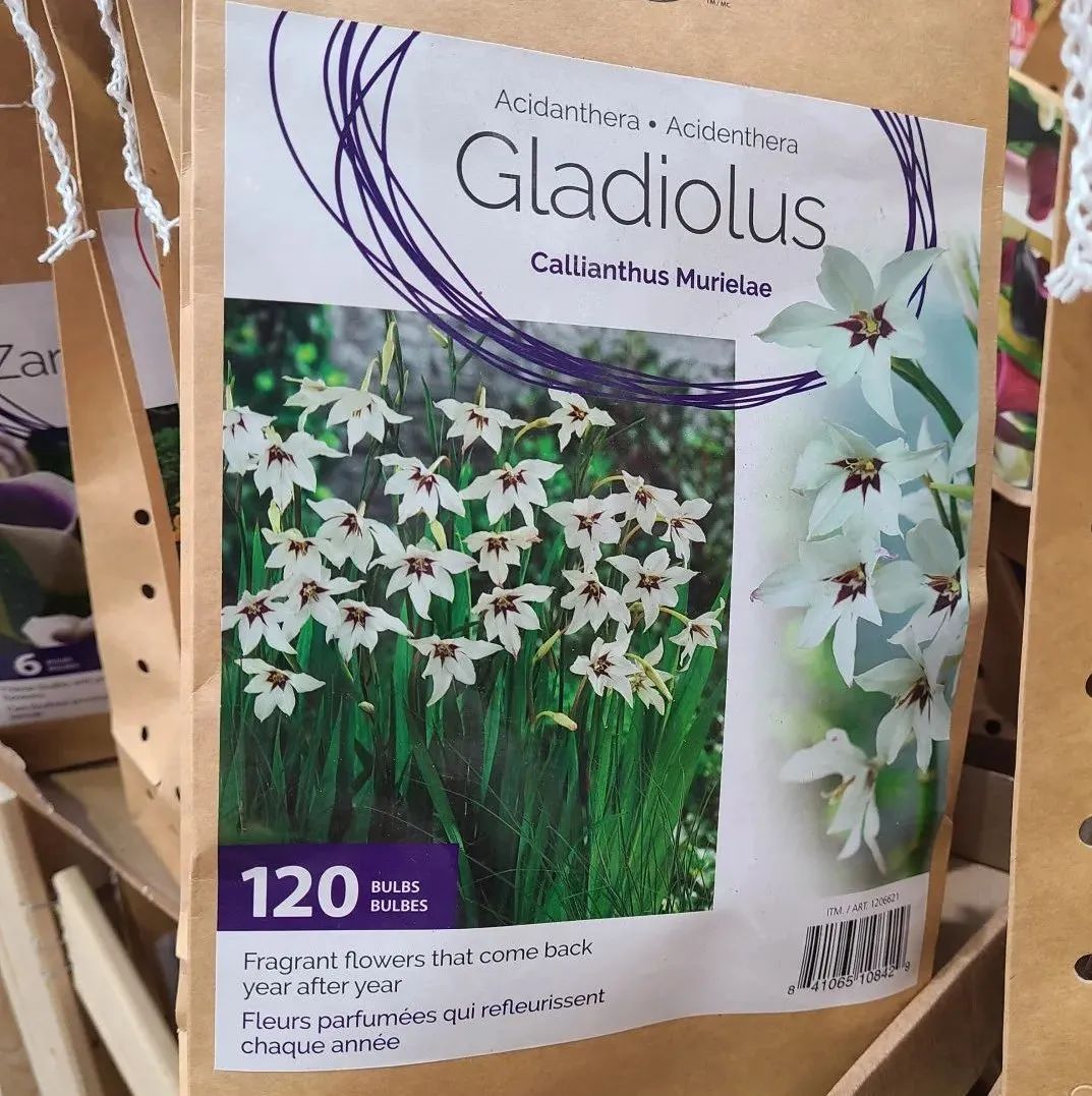 探店Dollarama：“霸道总裁”一枝花逛一元店，反向带货？