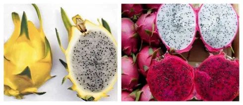 逼格与价格齐飞的网红水果：都是土里长出来的，咋就不一样？