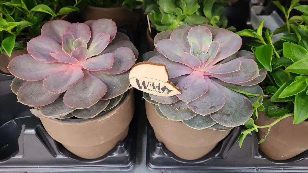 Costco绿植上新：比梅根野心还大的绣球，芦笋草莓统统有！