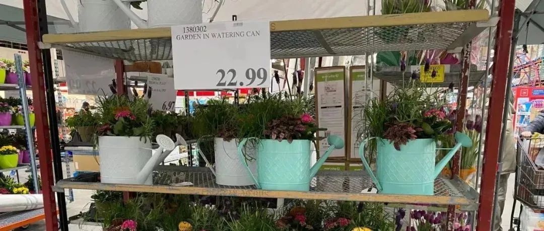 用生命尝一口春天的味道，今天你挖野菜了吗？