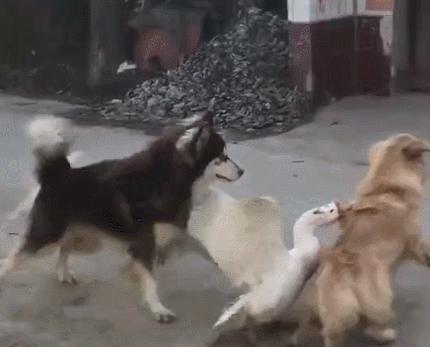 大鹅吊打团灭两头猛虎！能战胜大鹅真的只有铁锅了吗？