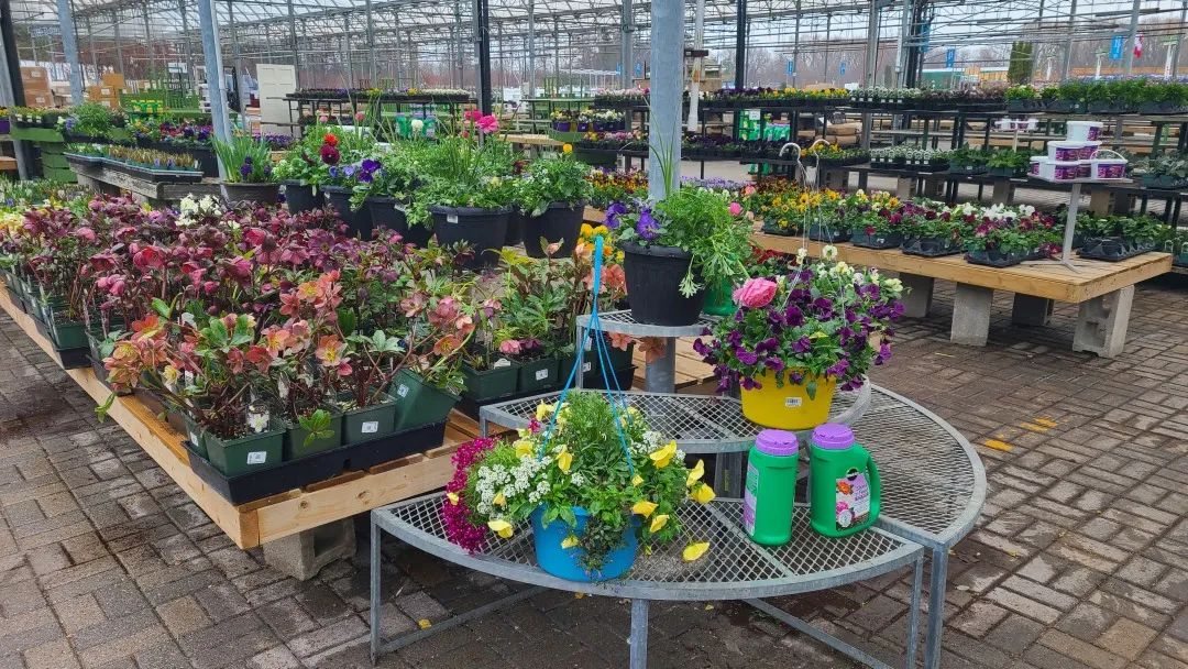 探店：在封城中求生存的苗圃，仍骄傲地营业中！