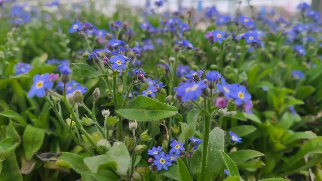 探店：在封城中求生存的苗圃，仍骄傲地营业中！