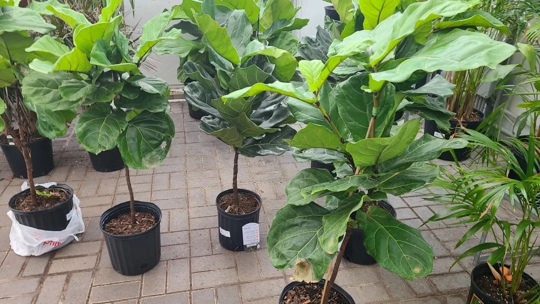 探店：在封城中求生存的苗圃，仍骄傲地营业中！