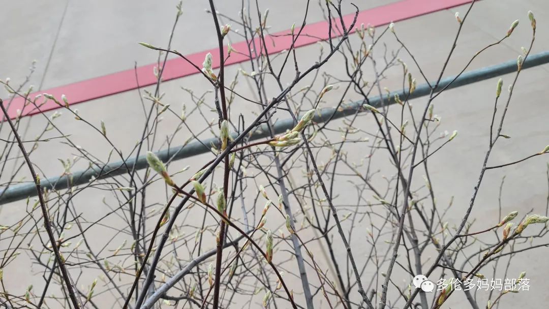 Costco不甘寂寞放大招：户外卖绿植，内附大量细节生图及种植经验分享