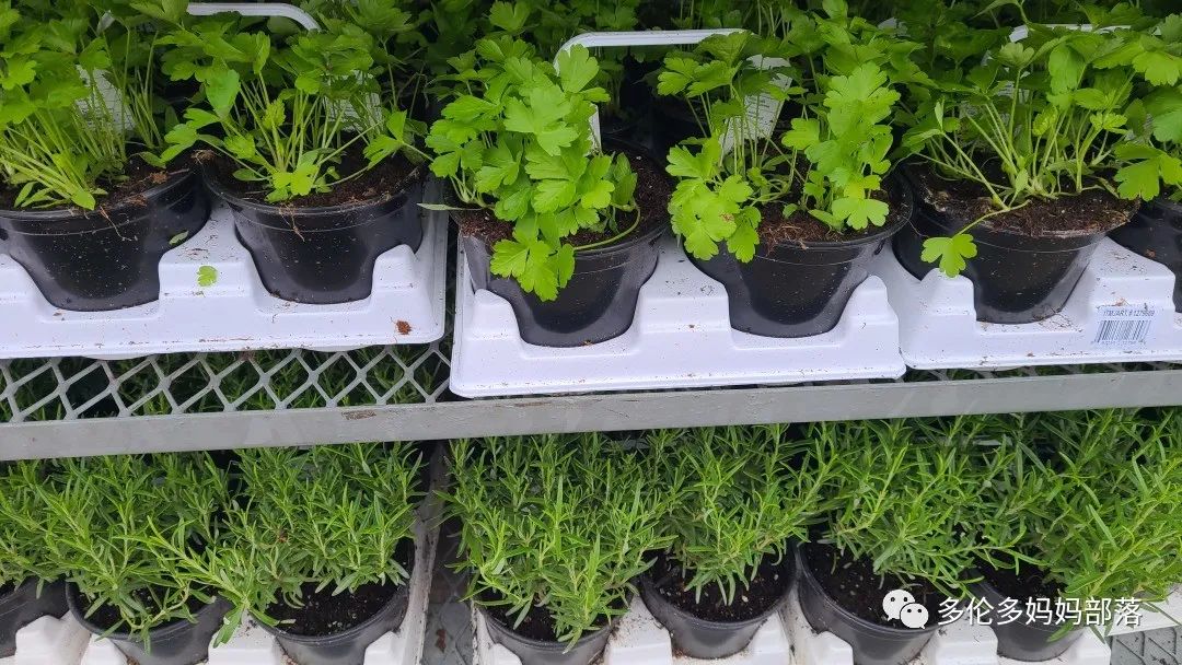 Costco不甘寂寞放大招：户外卖绿植，内附大量细节生图及种植经验分享