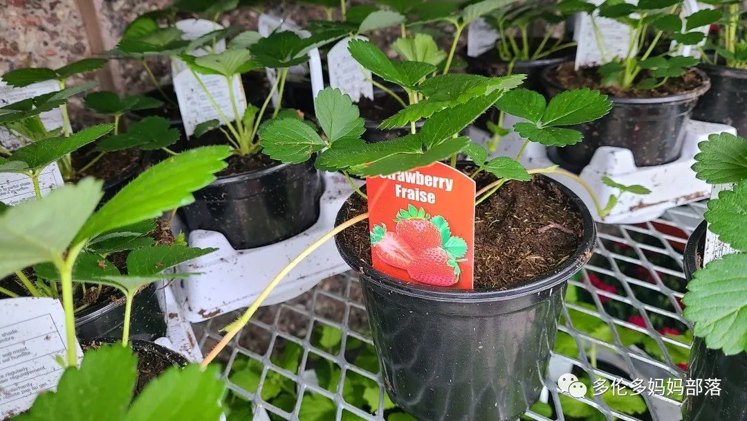 Costco不甘寂寞放大招：户外卖绿植，内附大量细节生图及种植经验分享