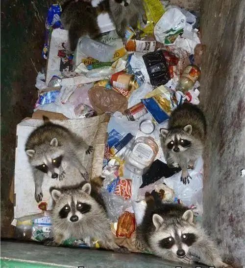 抓3只浣熊花了1200刀，每天都在被干脆面教育重新做人！