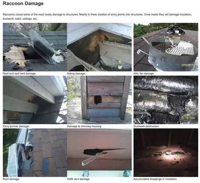 抓3只浣熊花了1200刀，每天都在被干脆面教育重新做人！