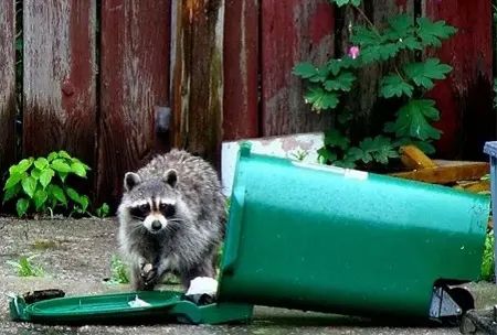 抓3只浣熊花了1200刀，每天都在被干脆面教育重新做人！