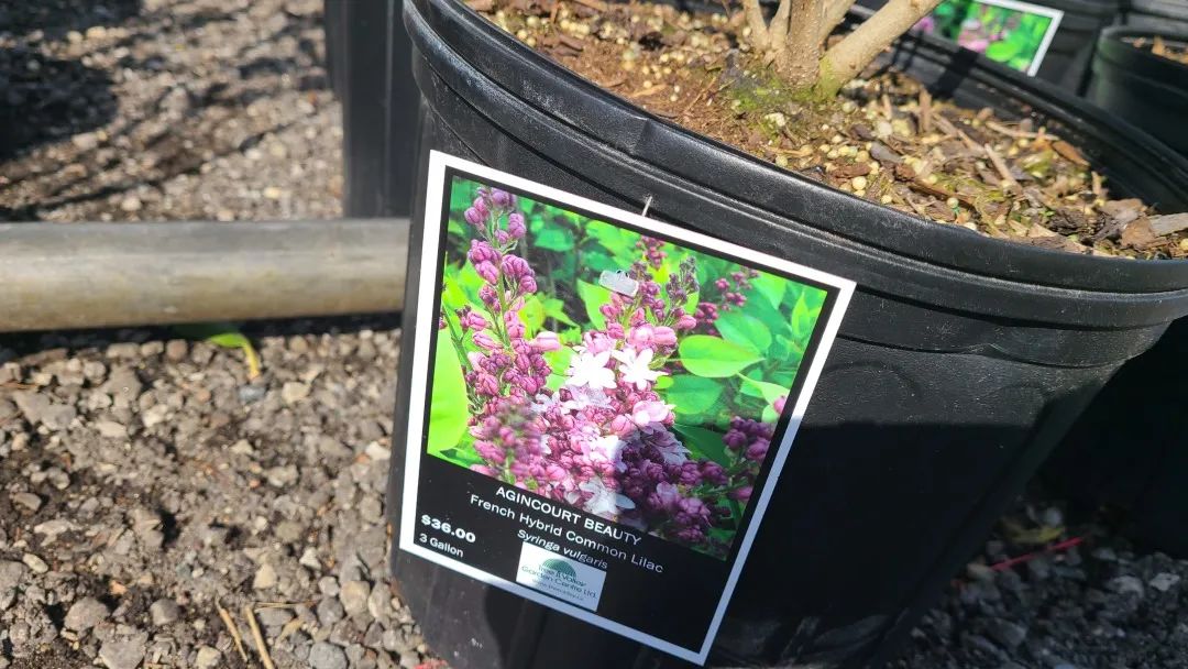 又大又香的Tree Valley苗圃探店：绣球品类就超过16种！