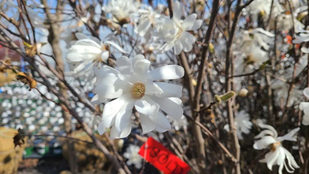 又大又香的Tree Valley苗圃探店：绣球品类就超过16种！