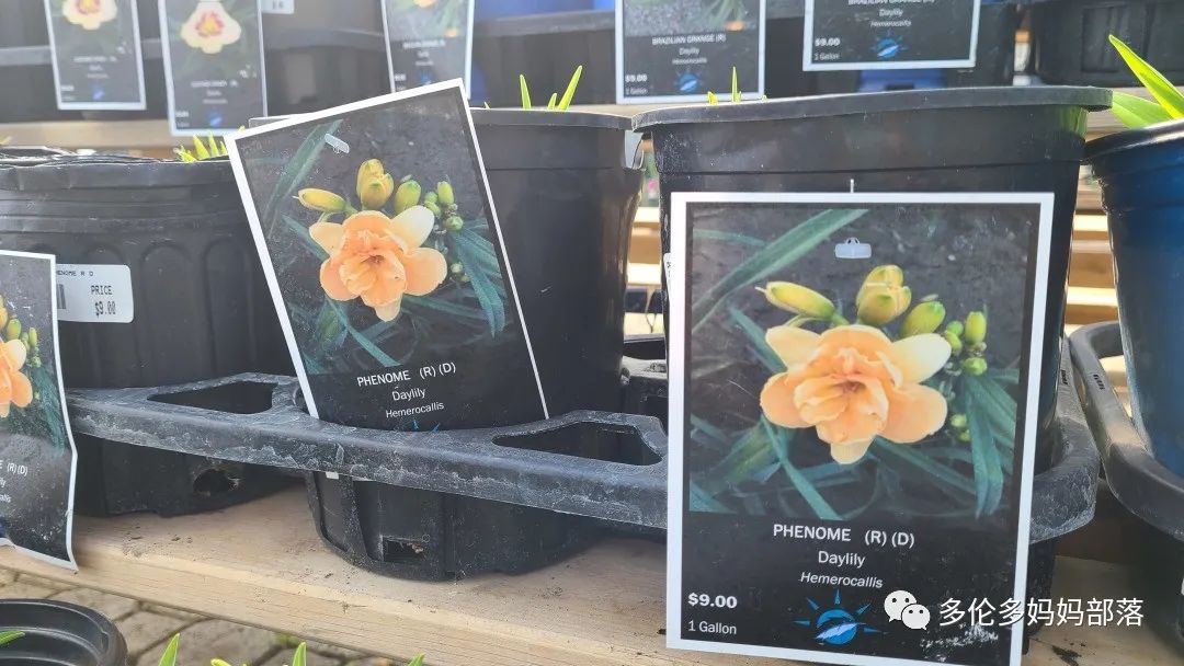 疯狂的苗圃探店系列：多年生宿根和高颜值网红绿植的卖场大秀