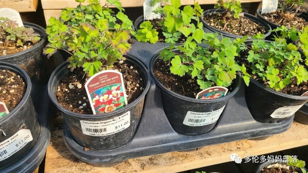 疯狂的苗圃探店系列：多年生宿根和高颜值网红绿植的卖场大秀