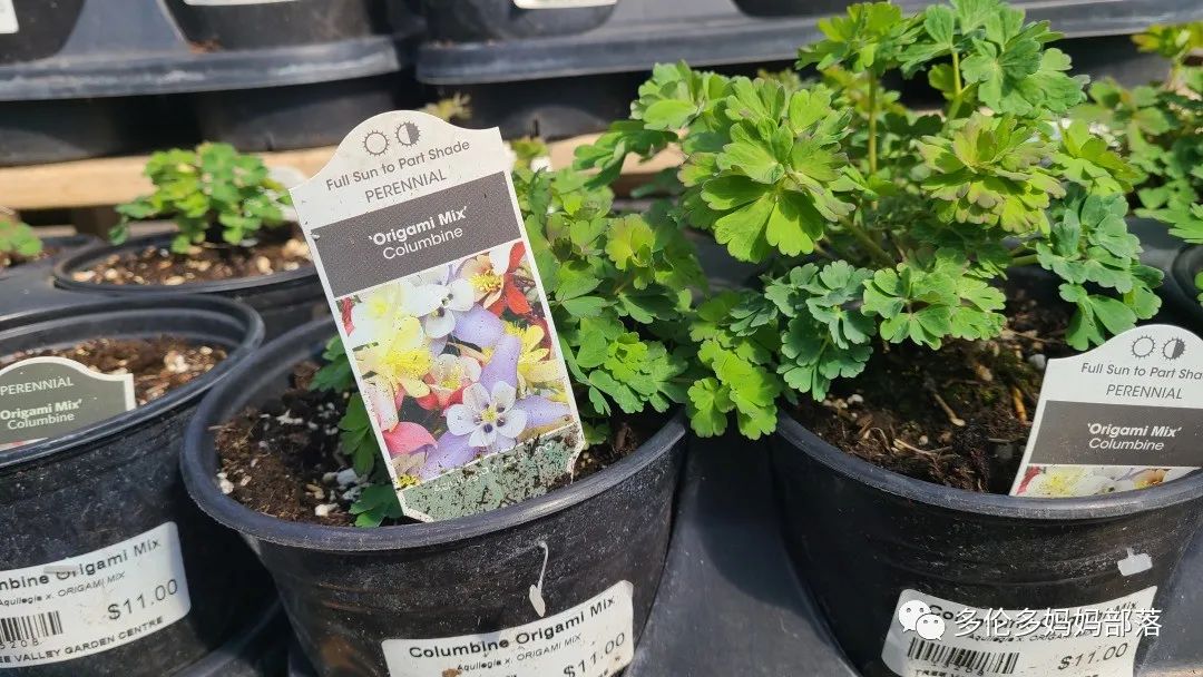 疯狂的苗圃探店系列：多年生宿根和高颜值网红绿植的卖场大秀