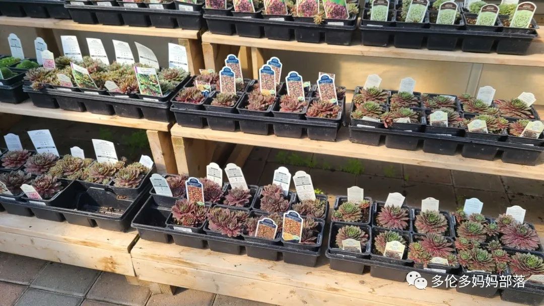 疯狂的苗圃探店系列：多年生宿根和高颜值网红绿植的卖场大秀