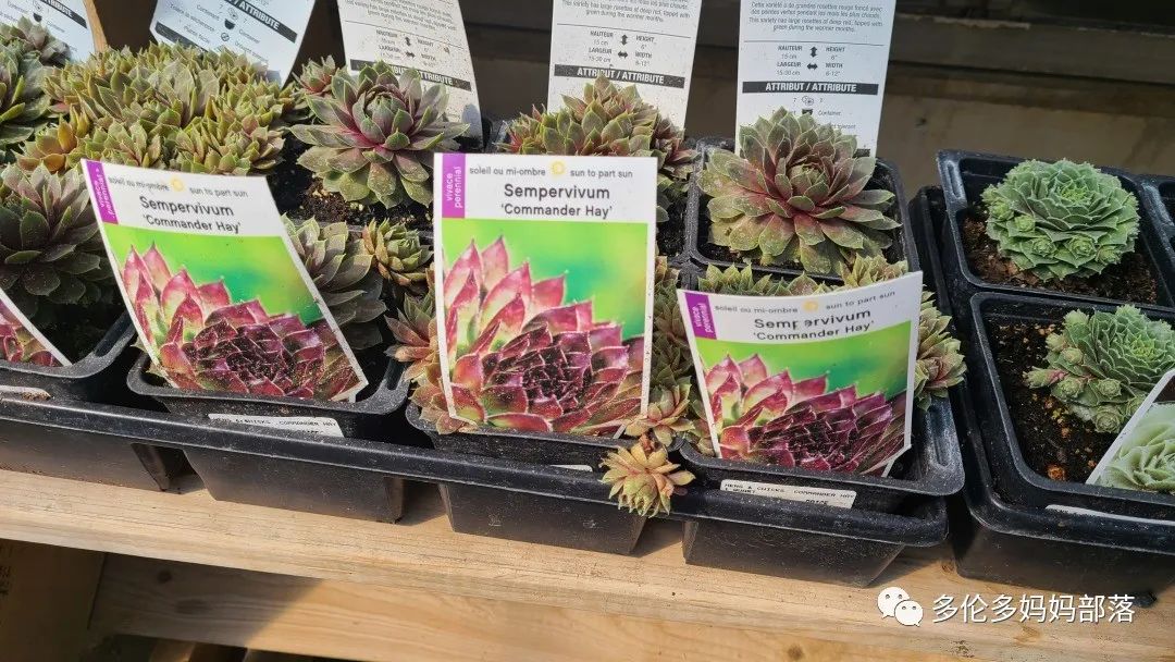 疯狂的苗圃探店系列：多年生宿根和高颜值网红绿植的卖场大秀