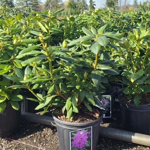 疯狂的苗圃探店系列：多年生宿根和高颜值网红绿植的卖场大秀