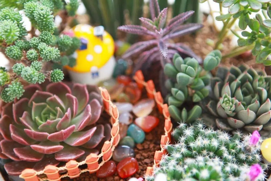 不是什么泥巴都能种花!为了找土,你拼了吗? 不是什么泥巴都能种花!为了找土,你拼了吗?