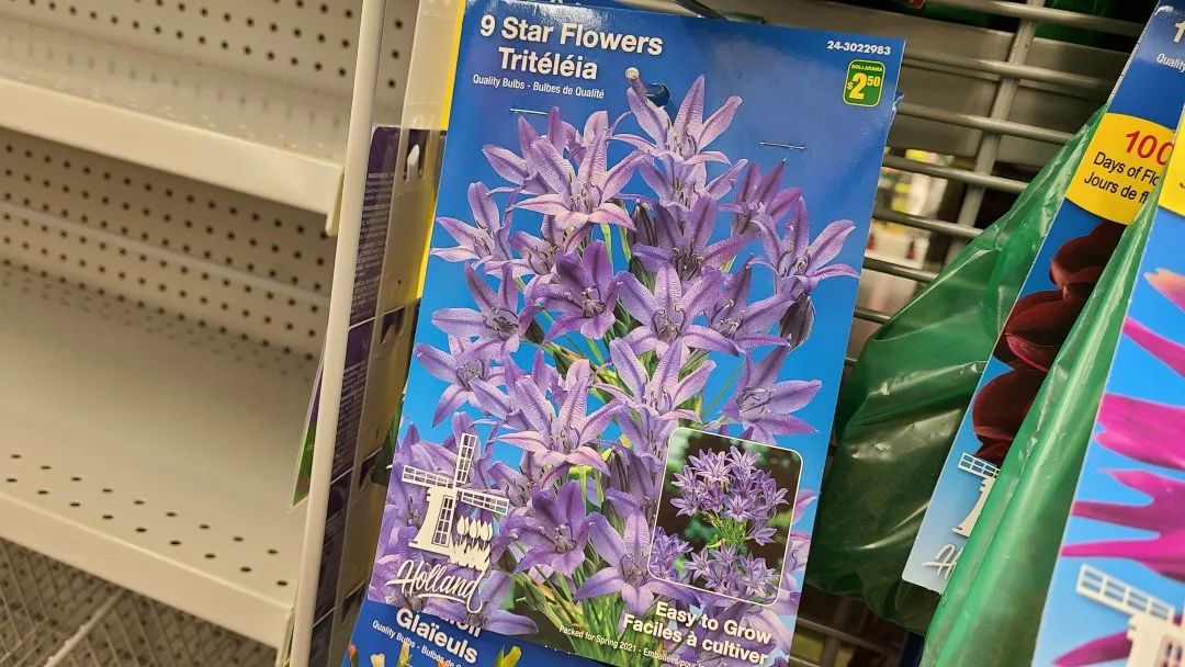 探店Dollarama：“霸道总裁”一枝花逛一元店，反向带货？