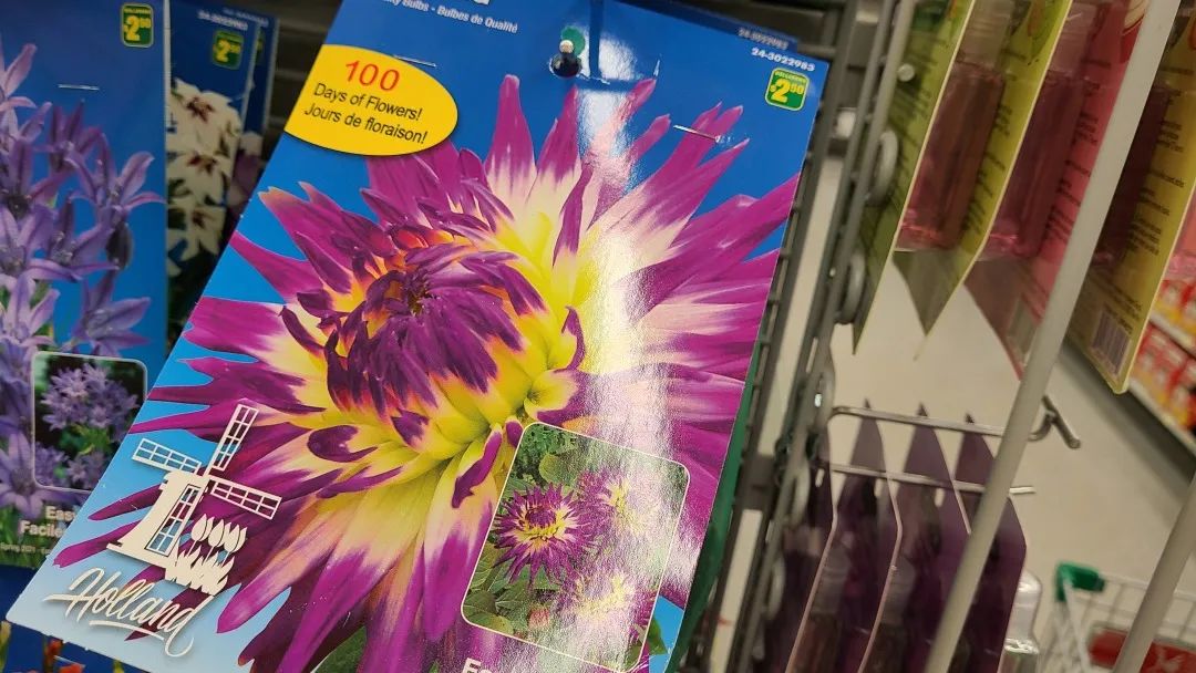 探店Dollarama：“霸道总裁”一枝花逛一元店，反向带货？