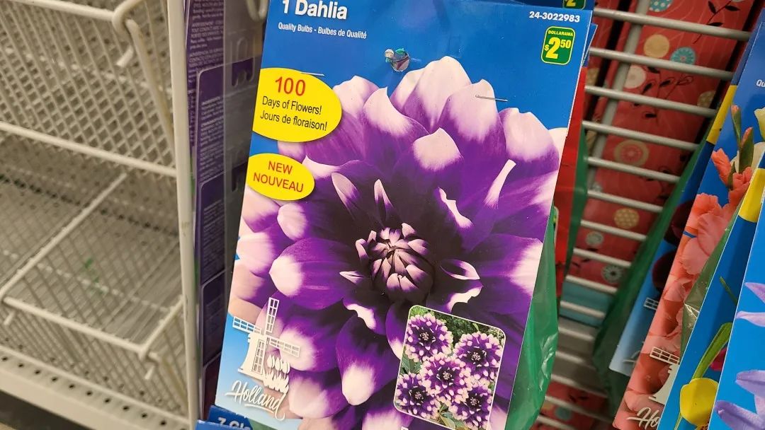 探店Dollarama：“霸道总裁”一枝花逛一元店，反向带货？