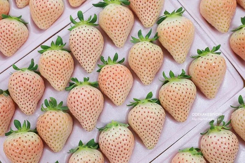 逼格与价格齐飞的网红水果：都是土里长出来的，咋就不一样？