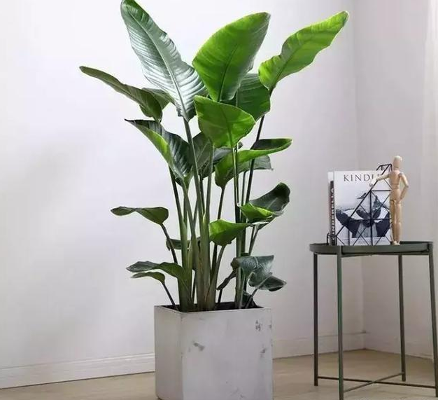 放过发财树和富贵竹，这些撩人的绿植，让你的家INS风满满！