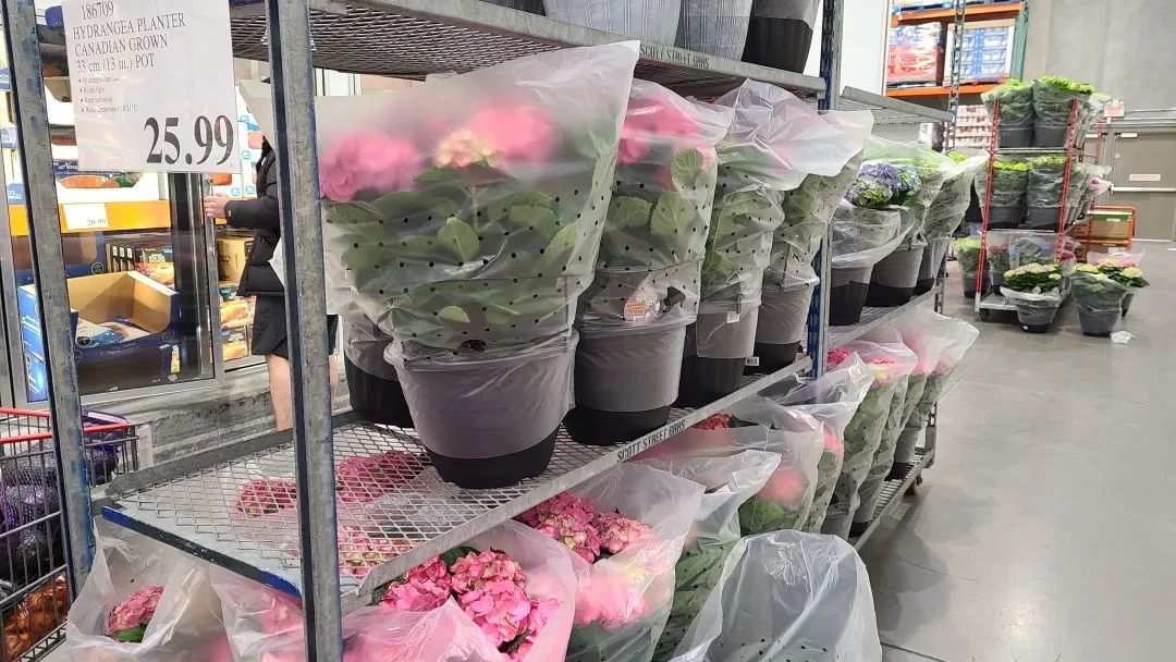 Costco绿植上新：比梅根野心还大的绣球，芦笋草莓统统有！