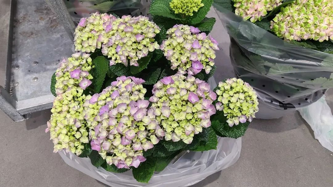 Costco绿植上新：比梅根野心还大的绣球，芦笋草莓统统有！