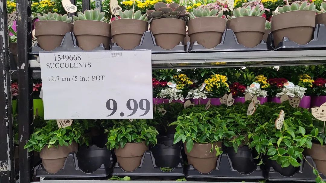 Costco绿植上新：比梅根野心还大的绣球，芦笋草莓统统有！
