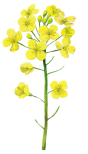 Costco绿植上新：比梅根野心还大的绣球，芦笋草莓统统有！