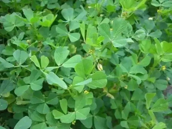 用生命尝一口春天的味道，今天你挖野菜了吗？