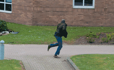 大鹅吊打团灭两头猛虎！能战胜大鹅真的只有铁锅了吗？