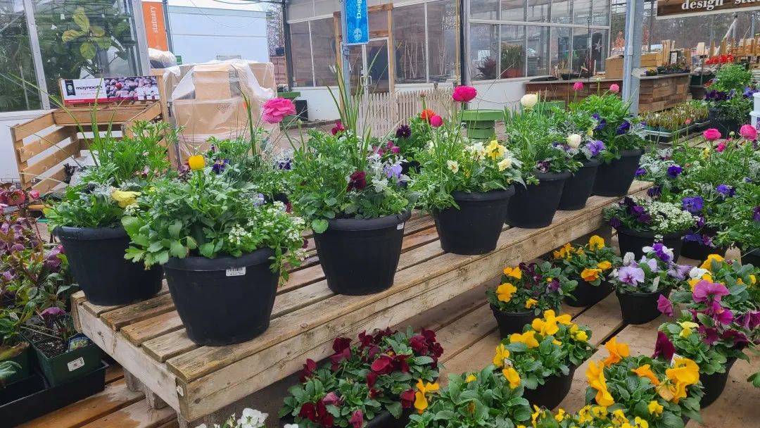 探店：在封城中求生存的苗圃，仍骄傲地营业中！