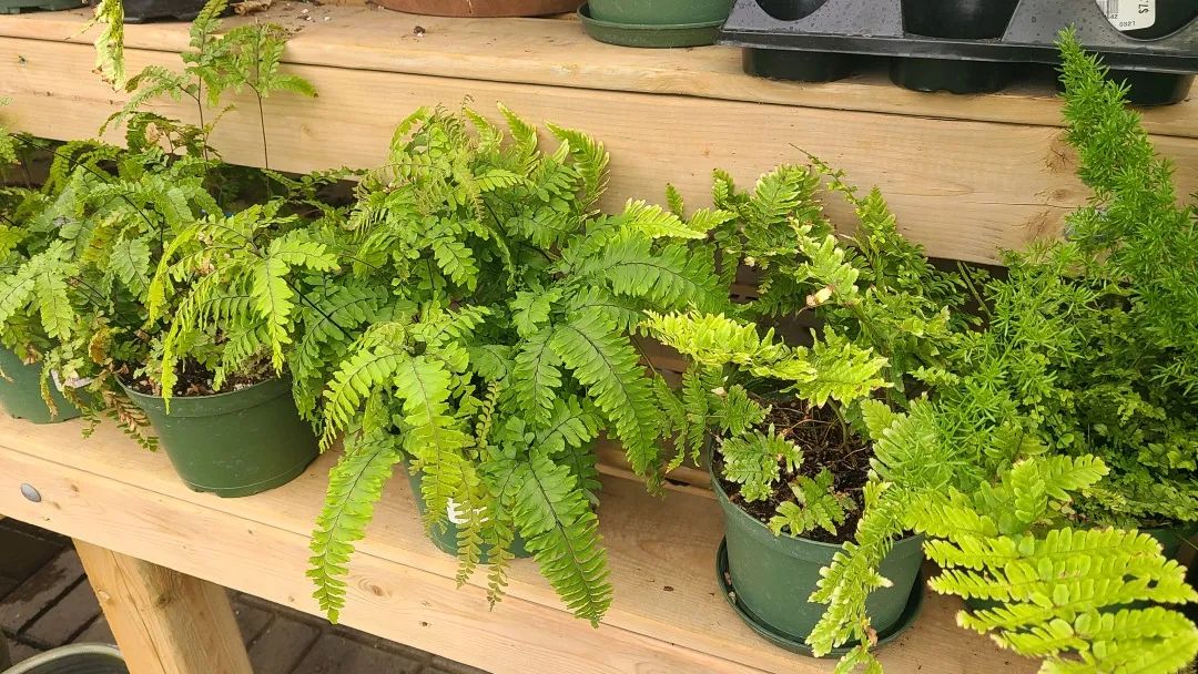 探店：在封城中求生存的苗圃，仍骄傲地营业中！