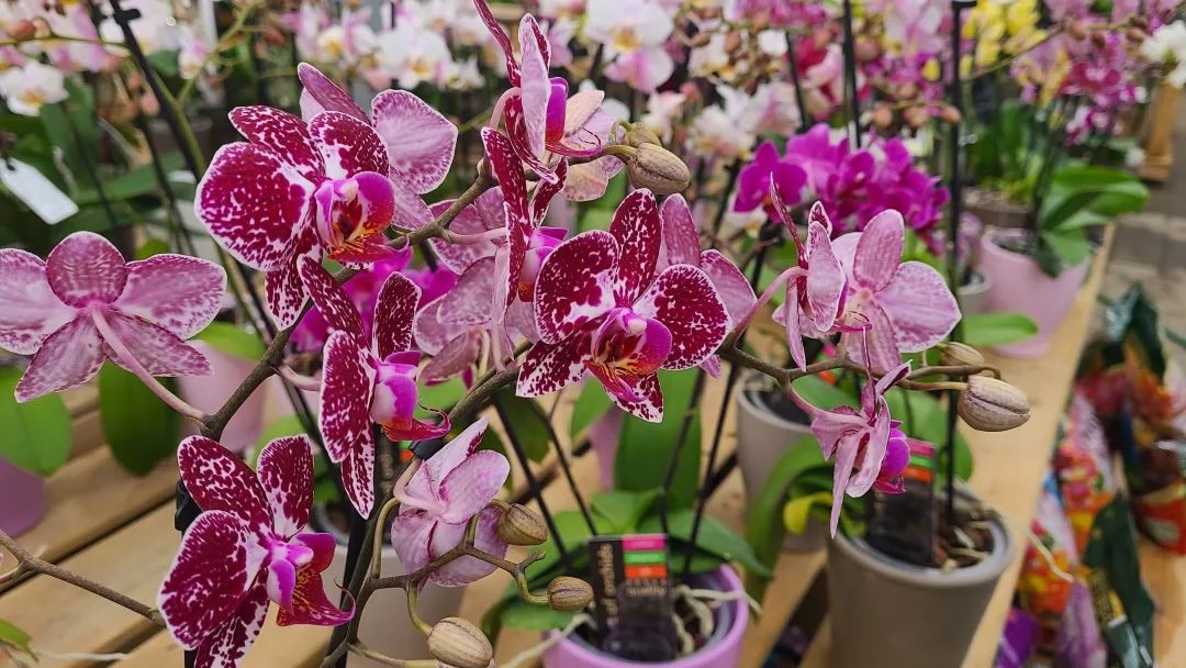 探店：在封城中求生存的苗圃，仍骄傲地营业中！