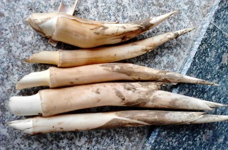 “山上的笋都被你夺完了”！春天就是吃笋的季节！