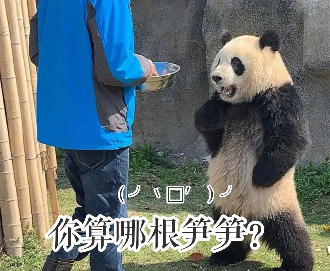 “山上的笋都被你夺完了”！春天就是吃笋的季节！