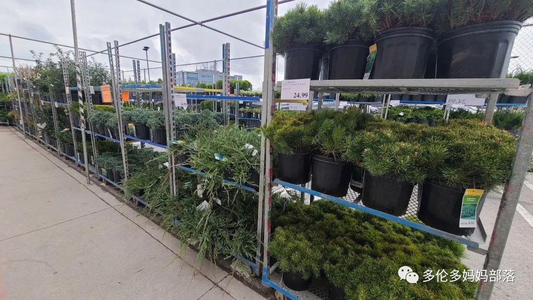 Costco不甘寂寞放大招：户外卖绿植，内附大量细节生图及种植经验分享