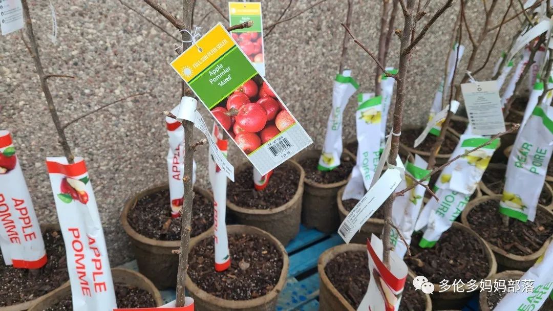 Costco不甘寂寞放大招：户外卖绿植，内附大量细节生图及种植经验分享