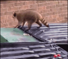 抓3只浣熊花了1200刀，每天都在被干脆面教育重新做人！