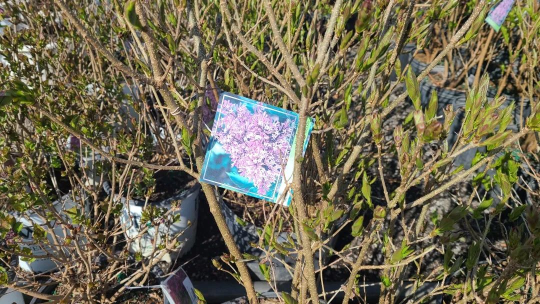 又大又香的Tree Valley苗圃探店：绣球品类就超过16种！