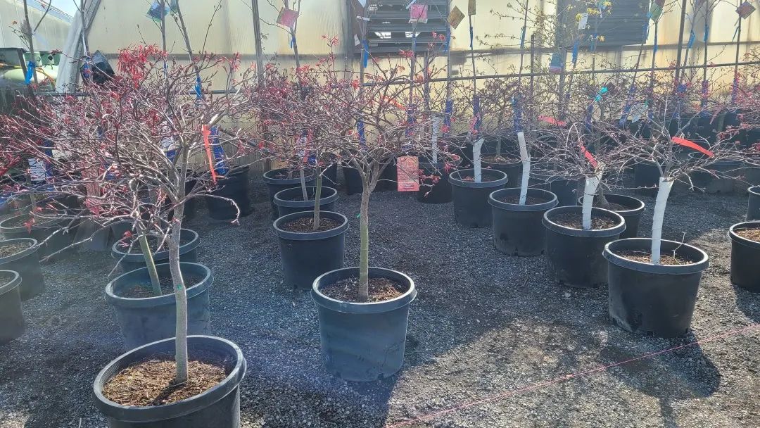 又大又香的Tree Valley苗圃探店：绣球品类就超过16种！