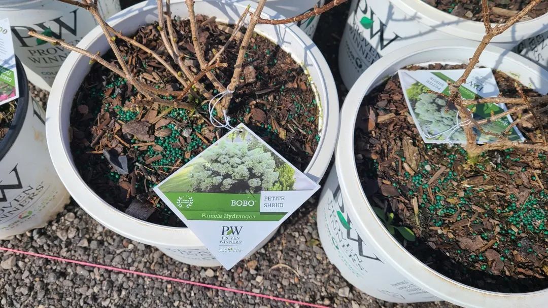 又大又香的Tree Valley苗圃探店：绣球品类就超过16种！