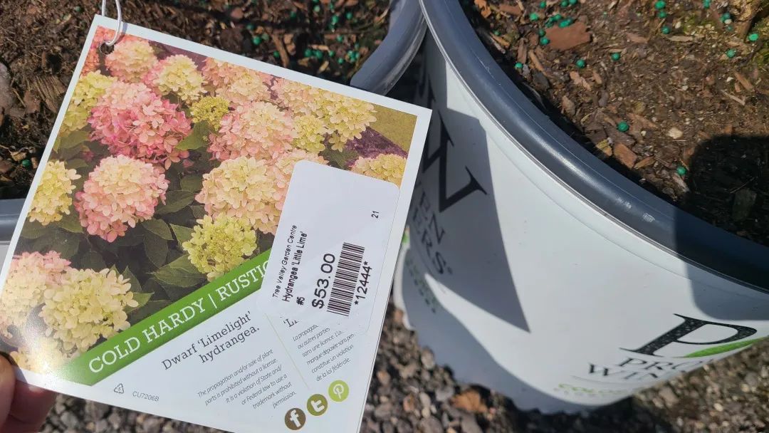 又大又香的Tree Valley苗圃探店：绣球品类就超过16种！